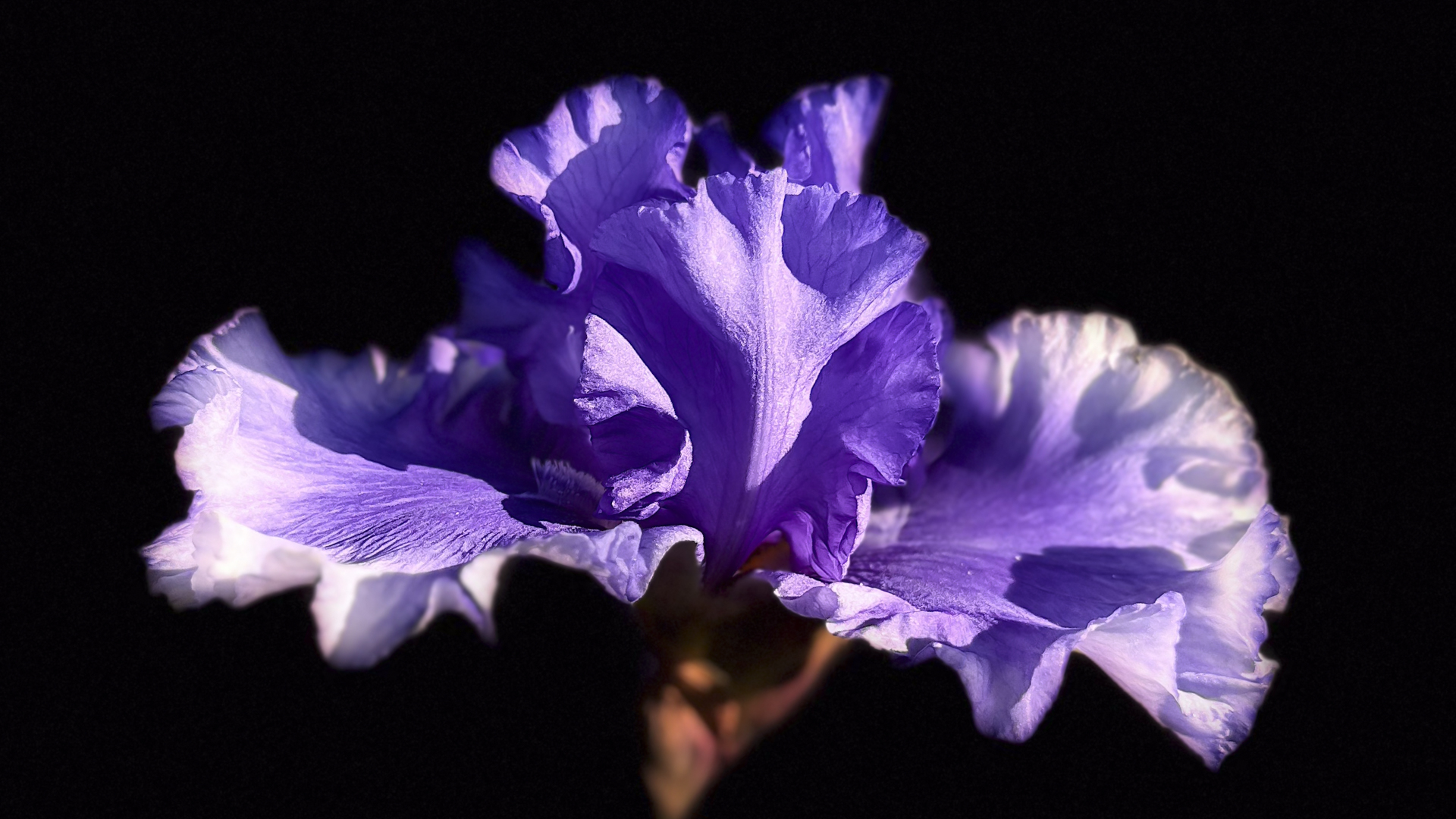Irisblüte vom Rosenobelturm in Überlingen