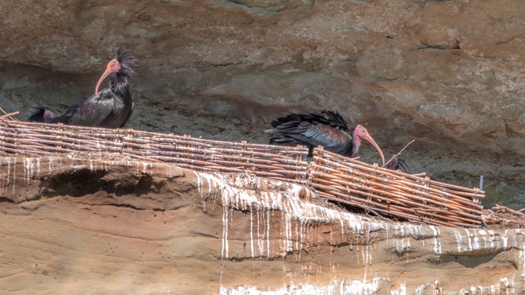 Zwei Waldrapp in der Felsnische bei Überlingen