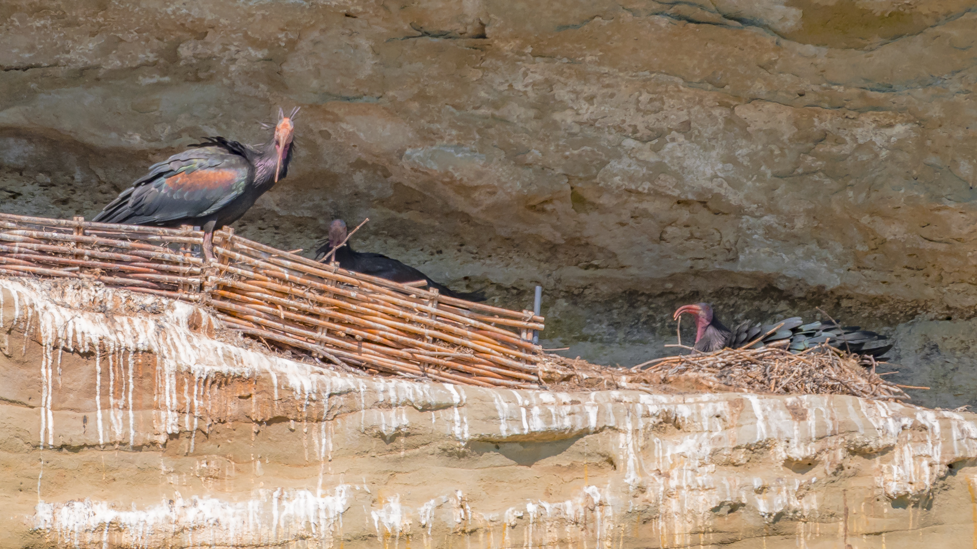 Zwei Waldrapp in der Felsnische bei Überlingen