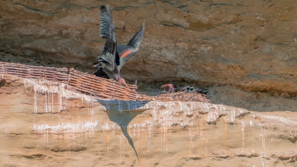 Zwei Waldrapp in der Felsnische bei Überlingen