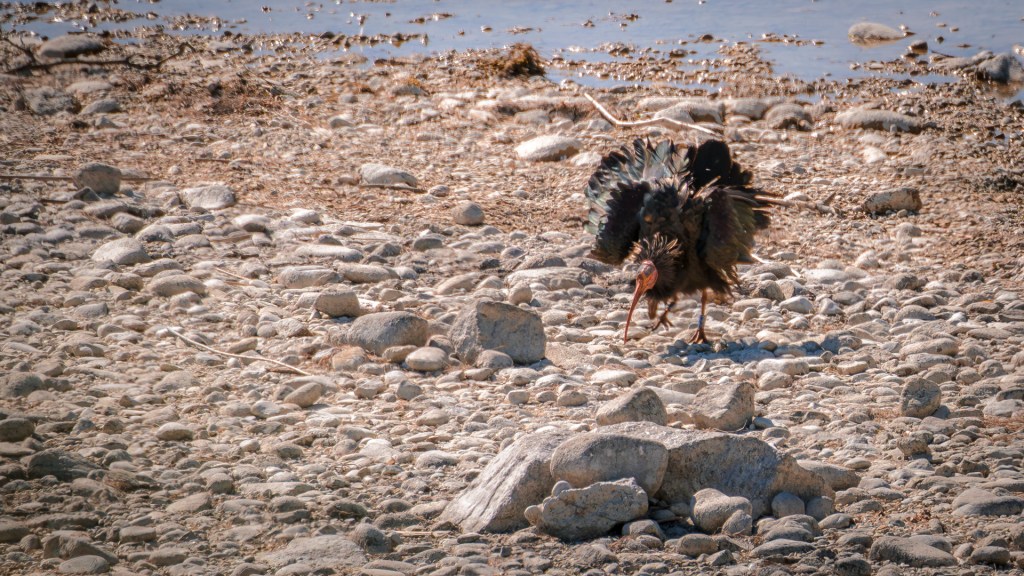 Ein Waldrapp am Ufer des Bodensees
