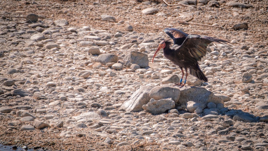 Ein Waldrapp am Ufer des Bodensees
