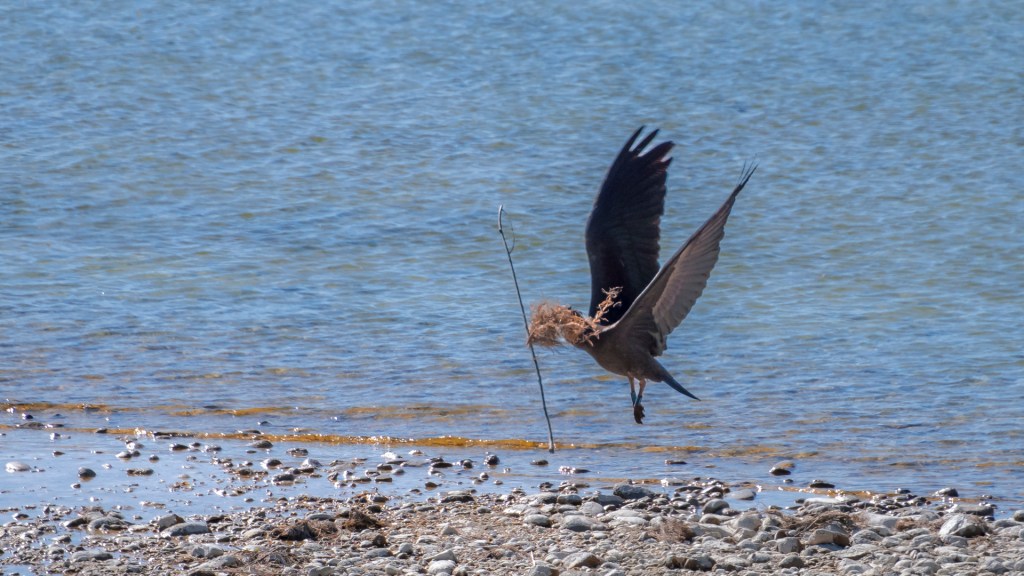 Ein Waldrapp am Ufer des Bodensees