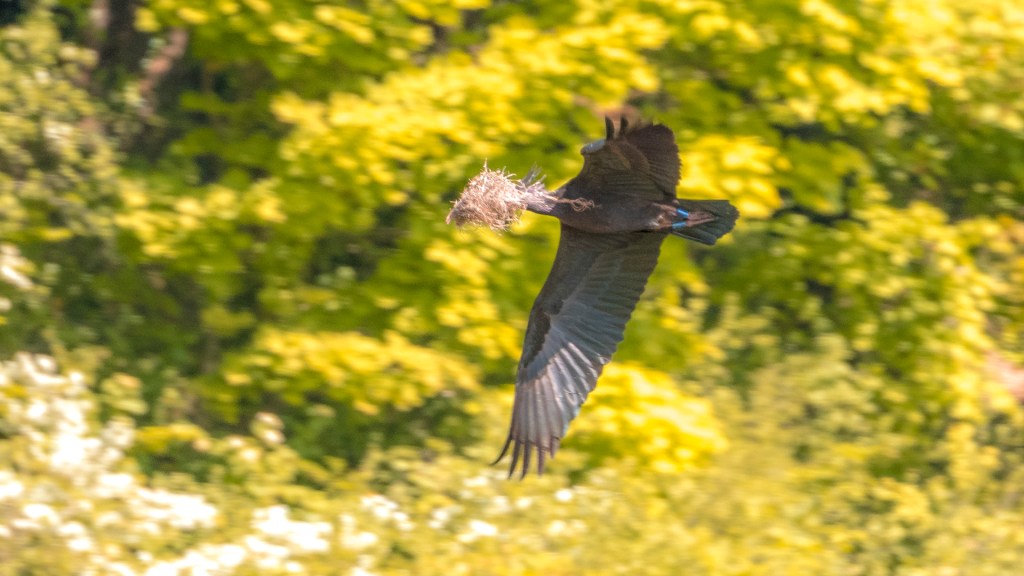 Ein Waldrapp im Flug zurück zum Nest