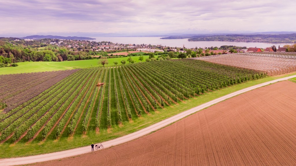 Blick mit der Drohne über Apfelplantagen bis hinunter zum Bodensee bei Überlingen