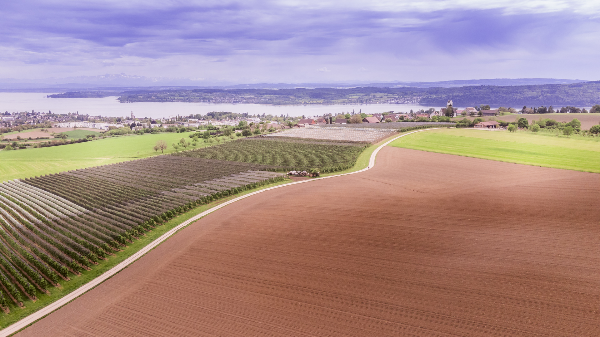Blick mit der Drohne über Apfelplantagen bis hinunter zum Bodensee bei Überlingen