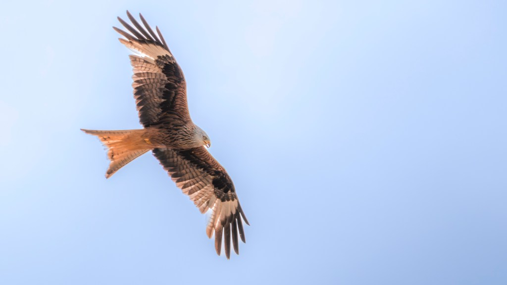 Rotmilan im Flug