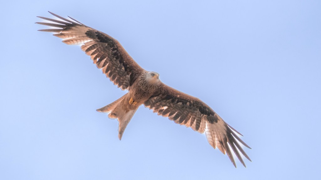 Rotmilan im Flug
