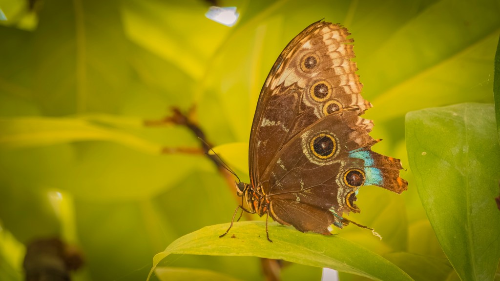 Blauer Morphofalter