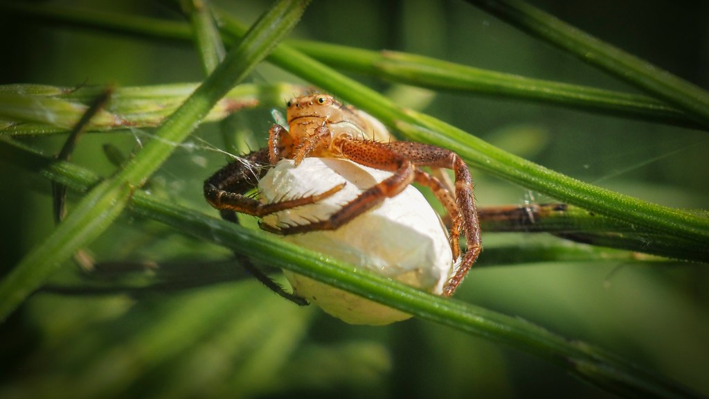 Eine Krabbenspinne sitzt auf ihrem weißen Gelegekokon