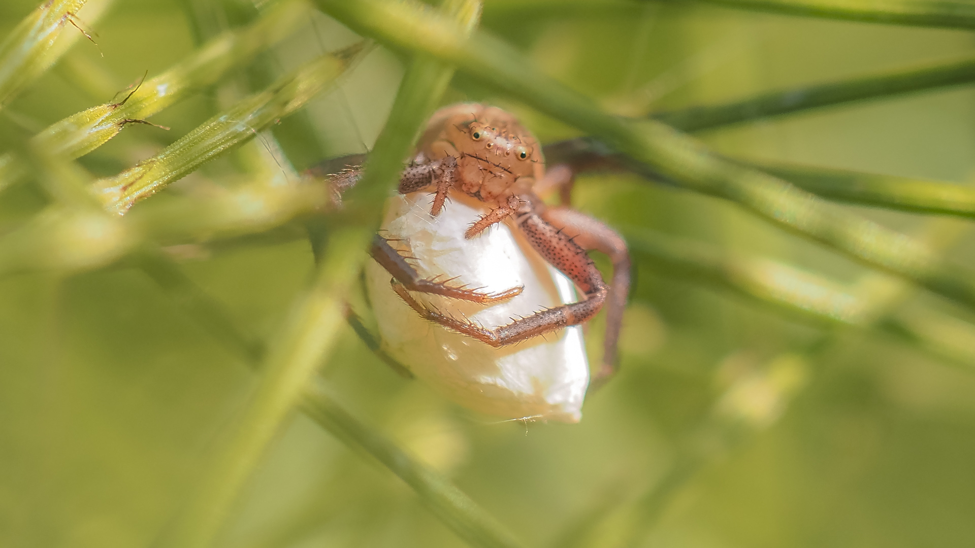 Eine Krabbenspinne sitzt auf ihrem weißen Gelegekokon