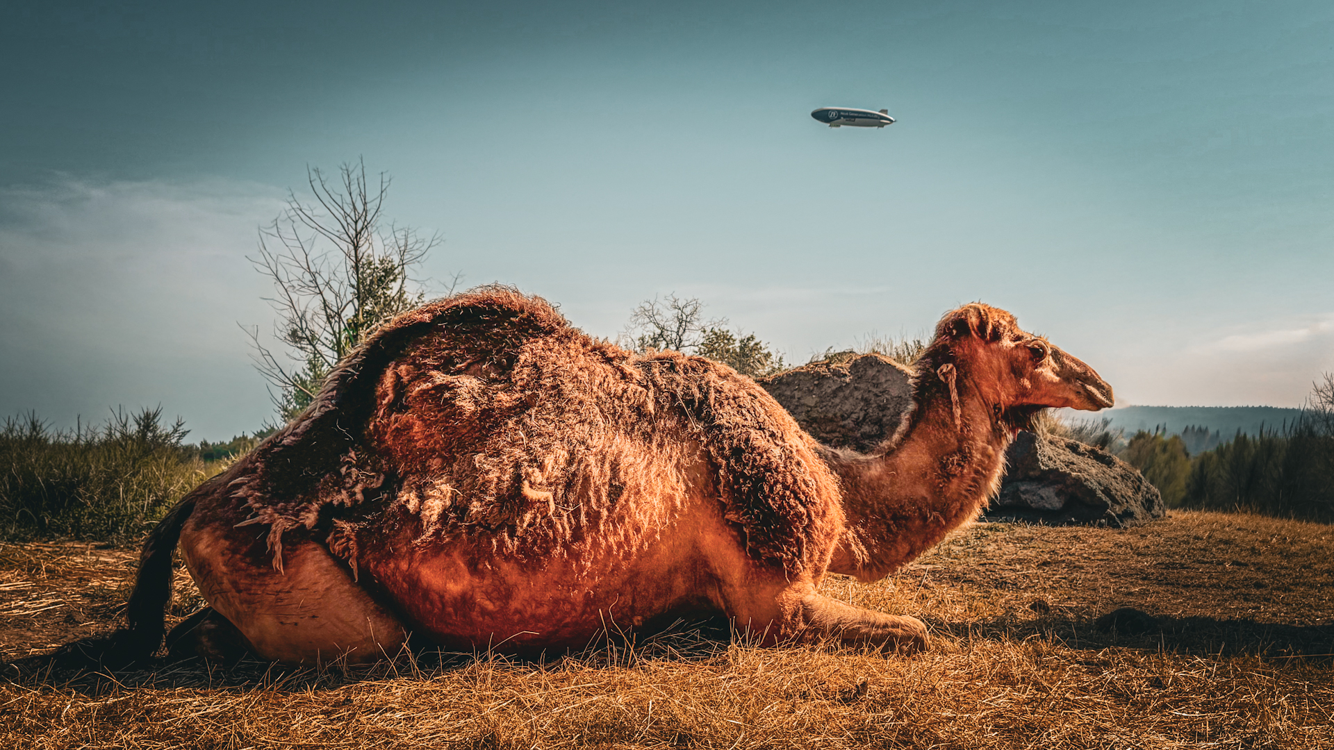 Liegendes Dromedar, im Hintergrund der Zeppelin