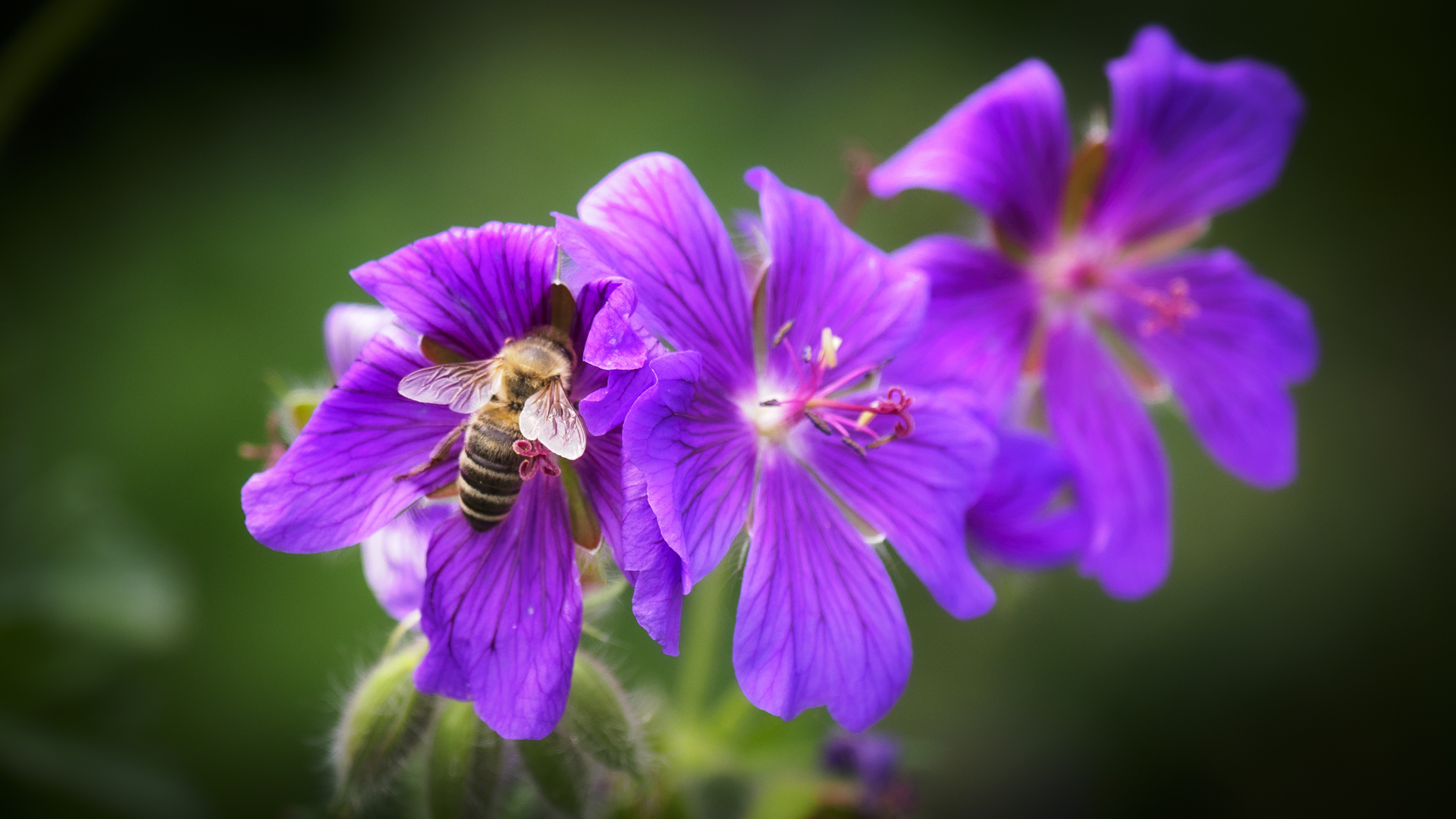 Lilafarbene Blumen, in einer der Blüten sammelt eine Honigbiene gerade Nektar