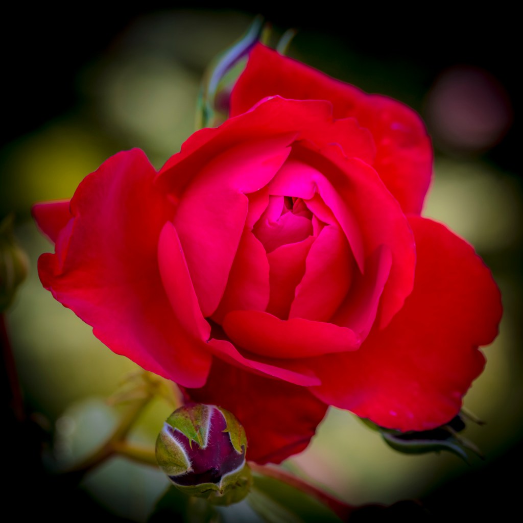 Rote Rose