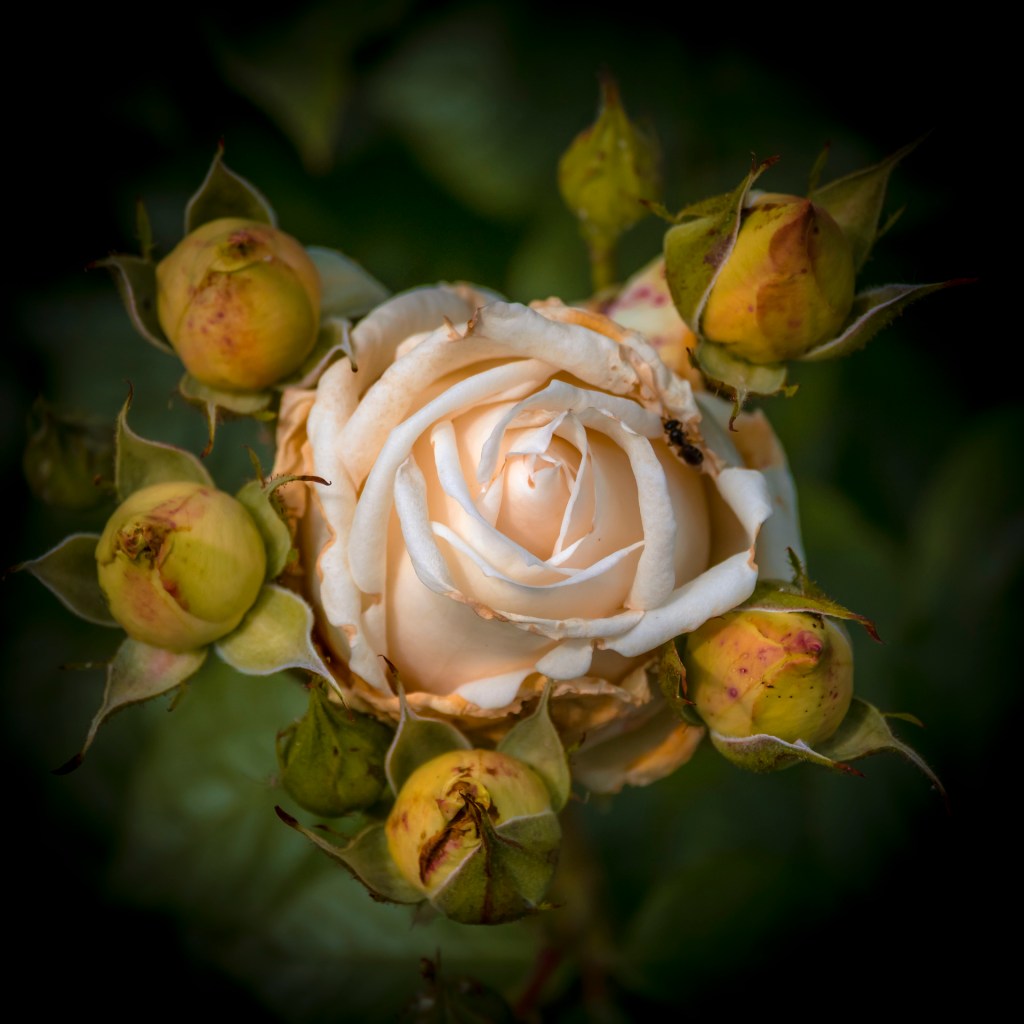 Apricotfarbene blühende Rose mit 5 Knospen drumrum