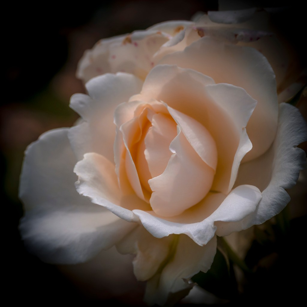 Apricotfarbene Rose