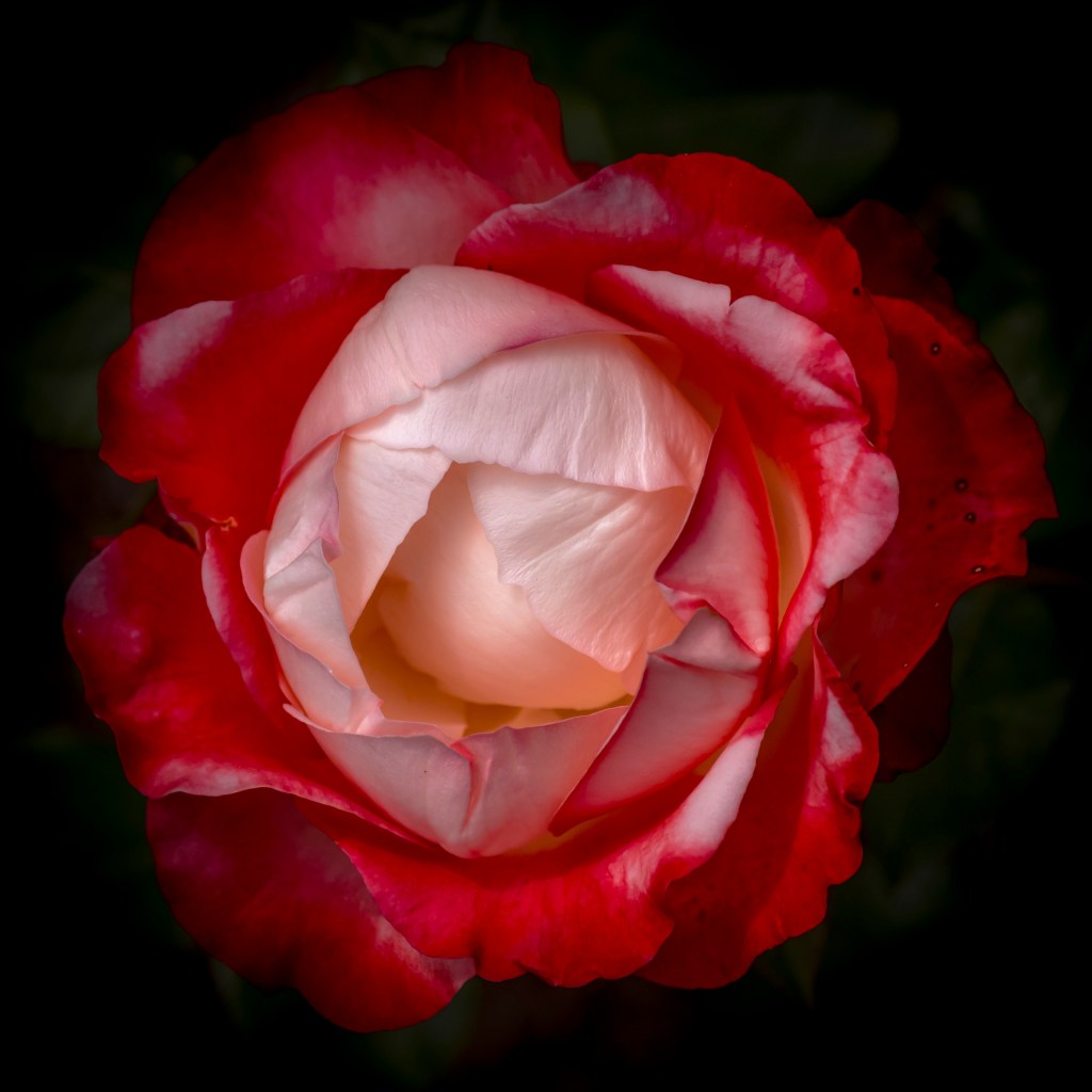 Edelrose "Nostalgie"
