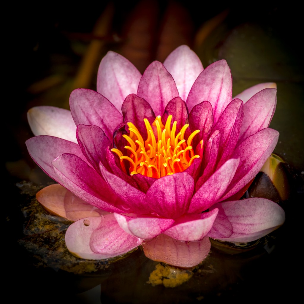 Eine blühende Seerose