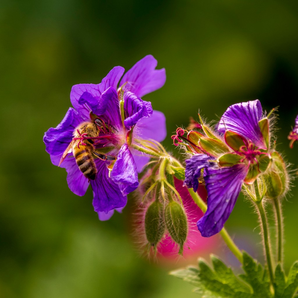 Lilafarbene Blumen mit einer Honigbiene