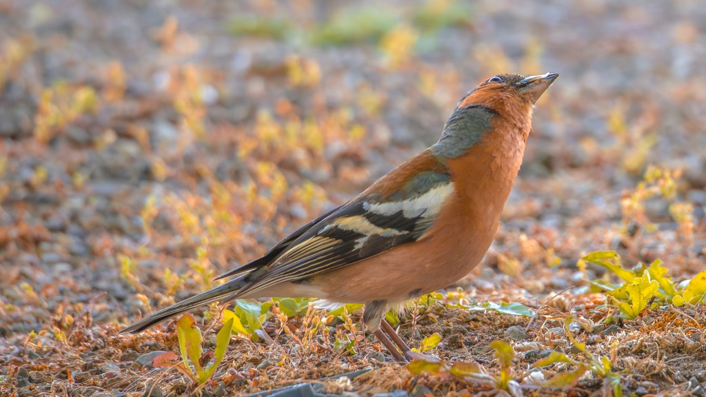 Ein Rotkehlchen auf einer bemoosten Wiese