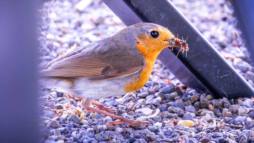 Ein Rotkehlchen mit Insekten im Schnabel