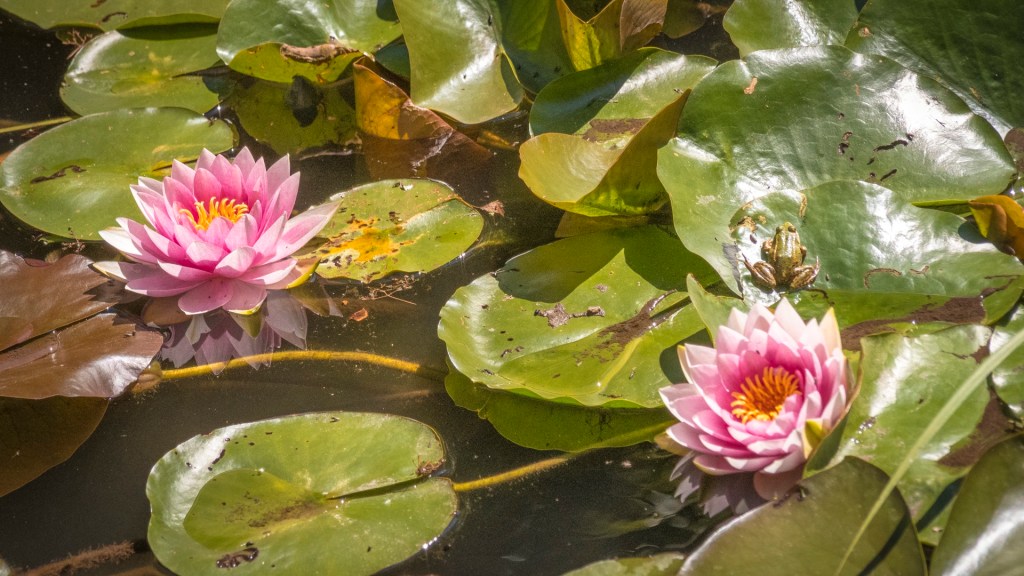 Zwei Seerosen in einem Teich, auf einem Blatt sitzt ein kleiner Teichfrosch