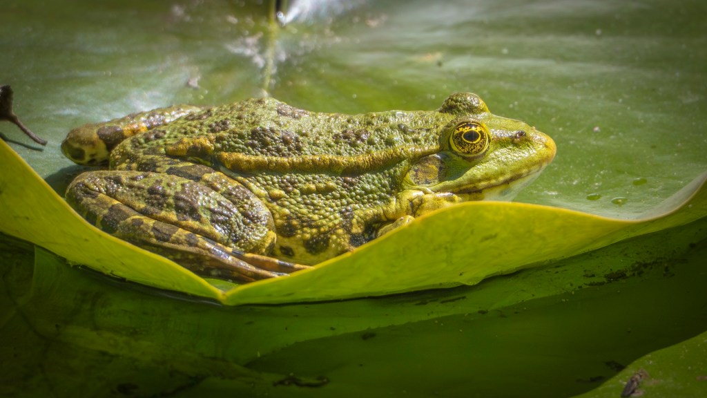 Ein Teichfrosch auf einem Seerosenblatt auf der Insel Mainau