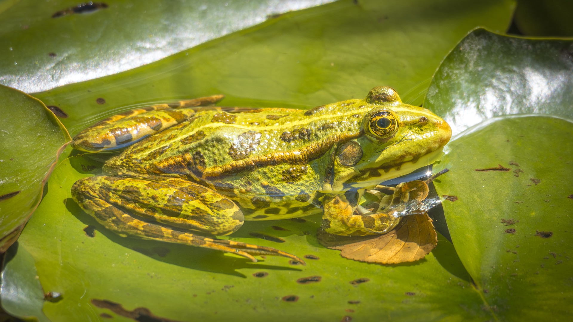 Ein Teichfrosch auf einem Seerosenblatt auf der Insel Mainau