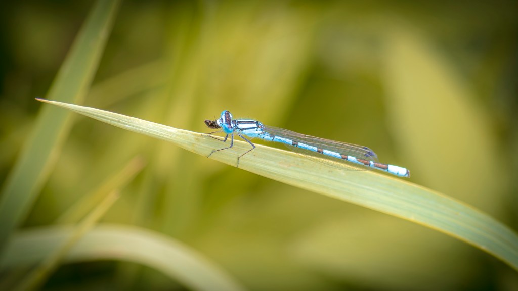 Eine blaue Gabel-Azurjungfer sitzt auf einem Halm und hat eine Fliege im Maul