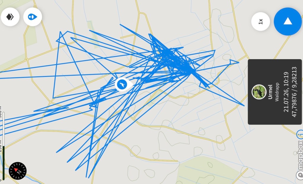 Bewegungsprofil von Waldrapp "Urmel" in der App Animaltracker