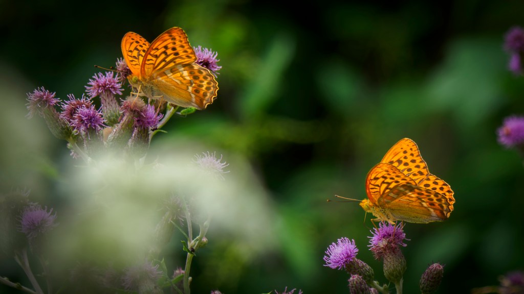 Zwei Kaisermantel (Schmetterlinge) sitzen auf lilafarbenen Blüten