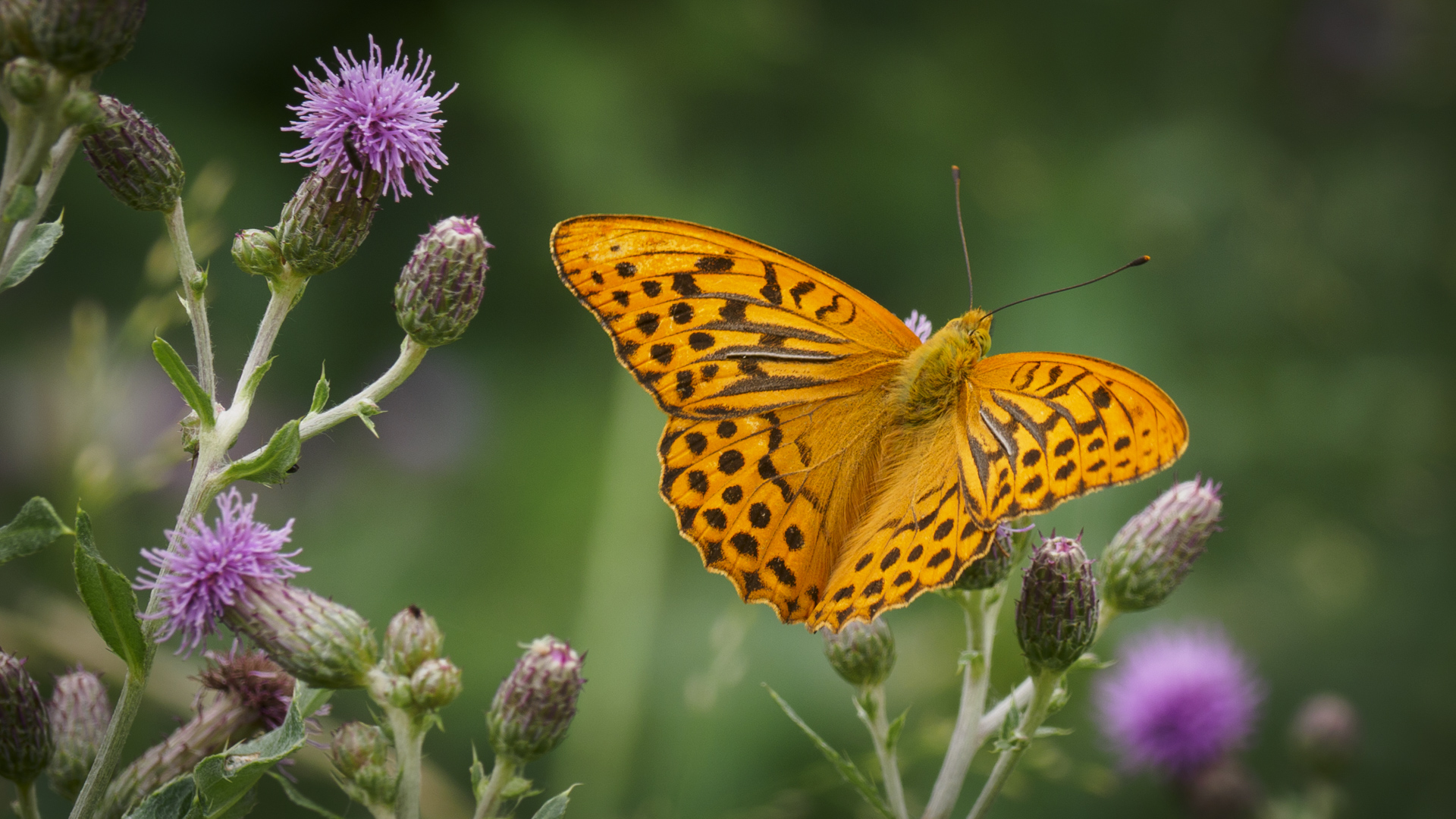 Ein prächtiger Kaisermantel (Schmetterling) sitzt auf einer Blüte