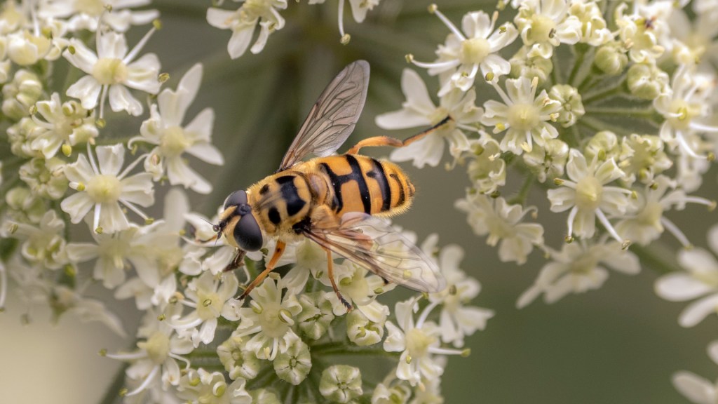 Eine Sumpfschwebfliege auf einer Pflanze mit weißen Blüten