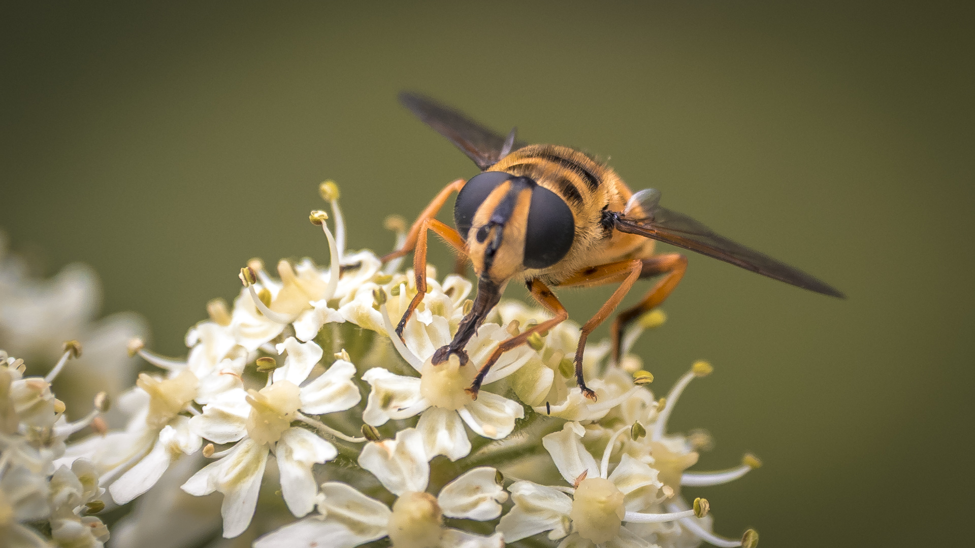 Eine Sumpfschwebfliege auf einer Pflanze mit weißen Blüten