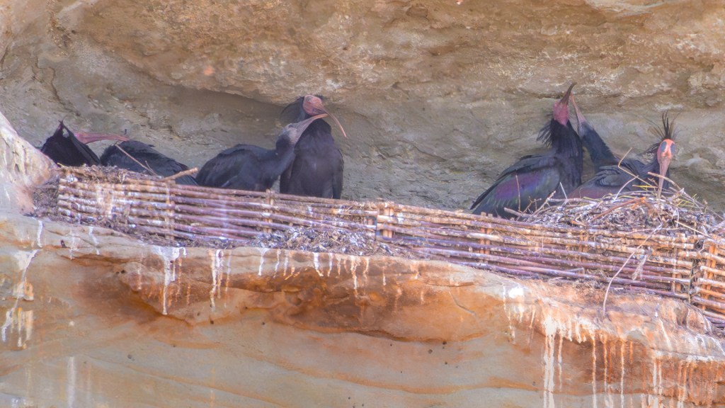 Waldrapp in der Felsnische in Überlingen