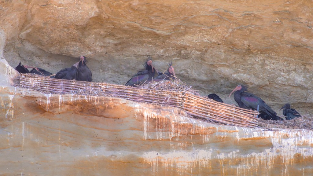 Waldrapp in der Felsnische in Überlingen