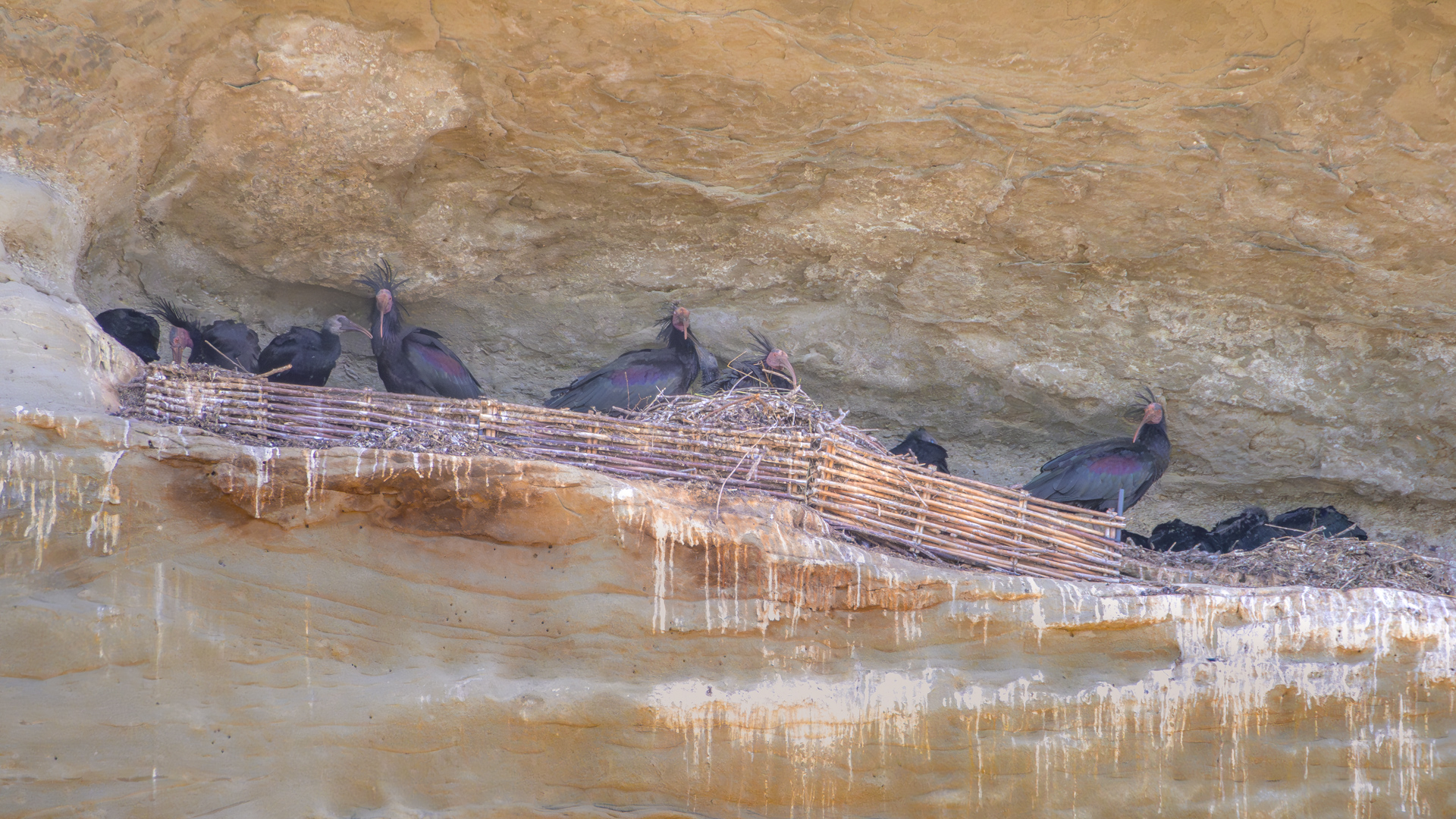Waldrapp in der Felsnische in Überlingen