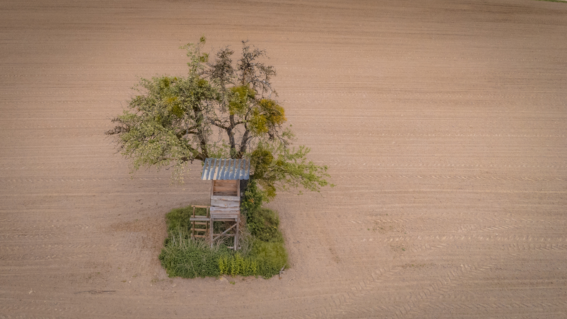 Ansitz auf einem Feld