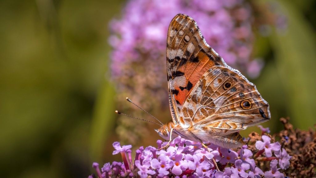 Distelfalter auf einer lilafarbenen Blüte