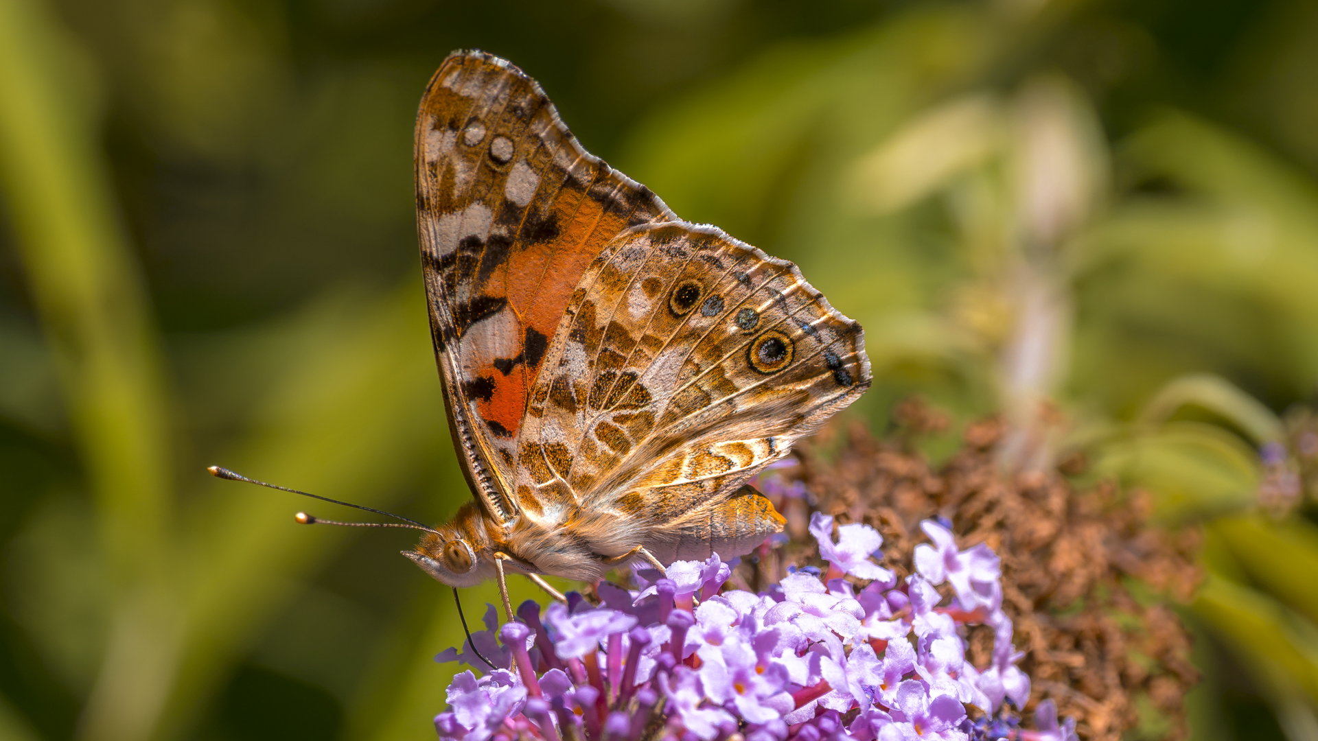 Distelfalter auf einer lilafarbenen Blüte