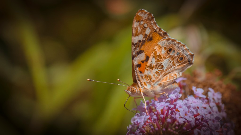 Distelfalter auf einer lilafarbenen Blüte