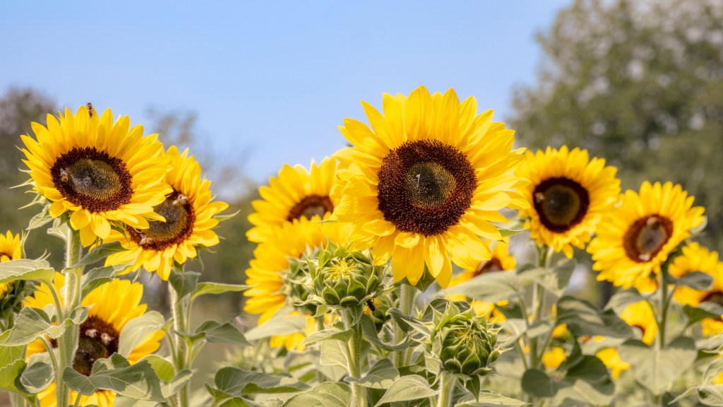 Ein Sonnenblumenfeld
