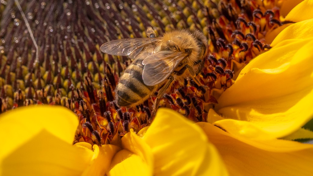 Eine Biene innerhalb einer Sonnenblume