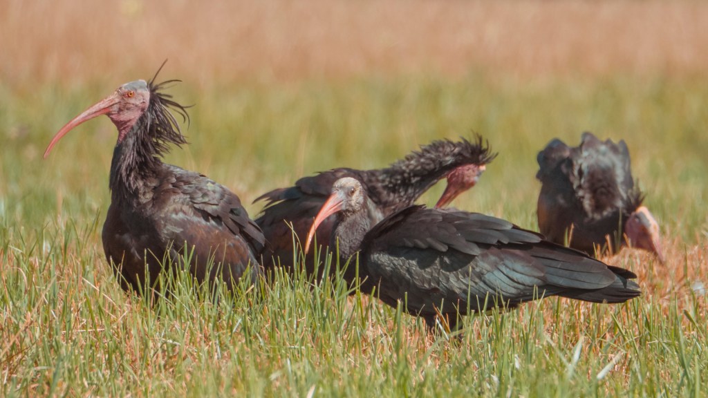 Waldrapp aus Überlingen
