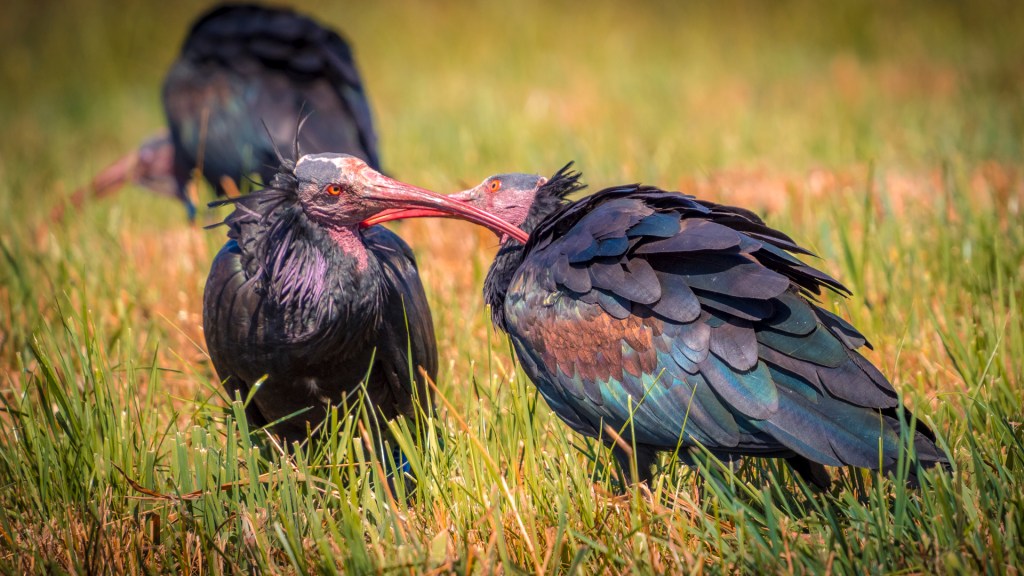 Waldrapp aus Überlingen