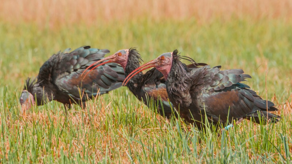 Waldrapp aus Überlingen