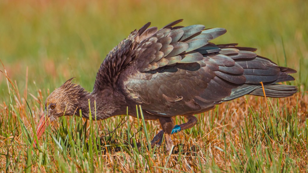 Waldrapp aus Überlingen
