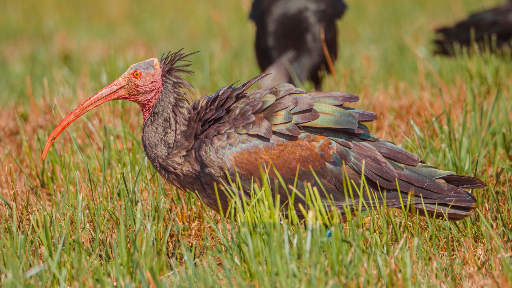 Waldrapp aus Überlingen