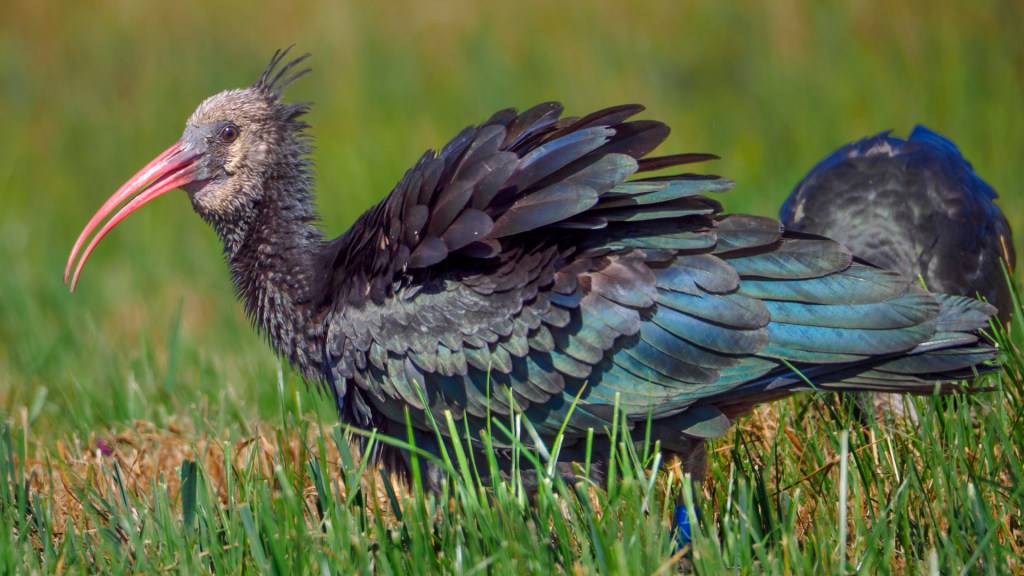 Waldrapp aus Überlingen