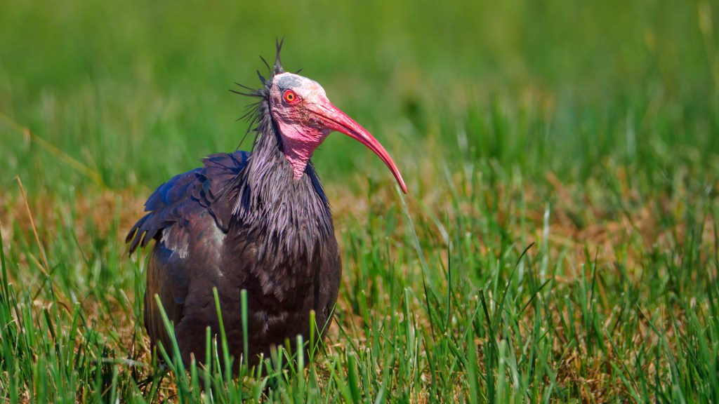 Waldrapp aus Überlingen